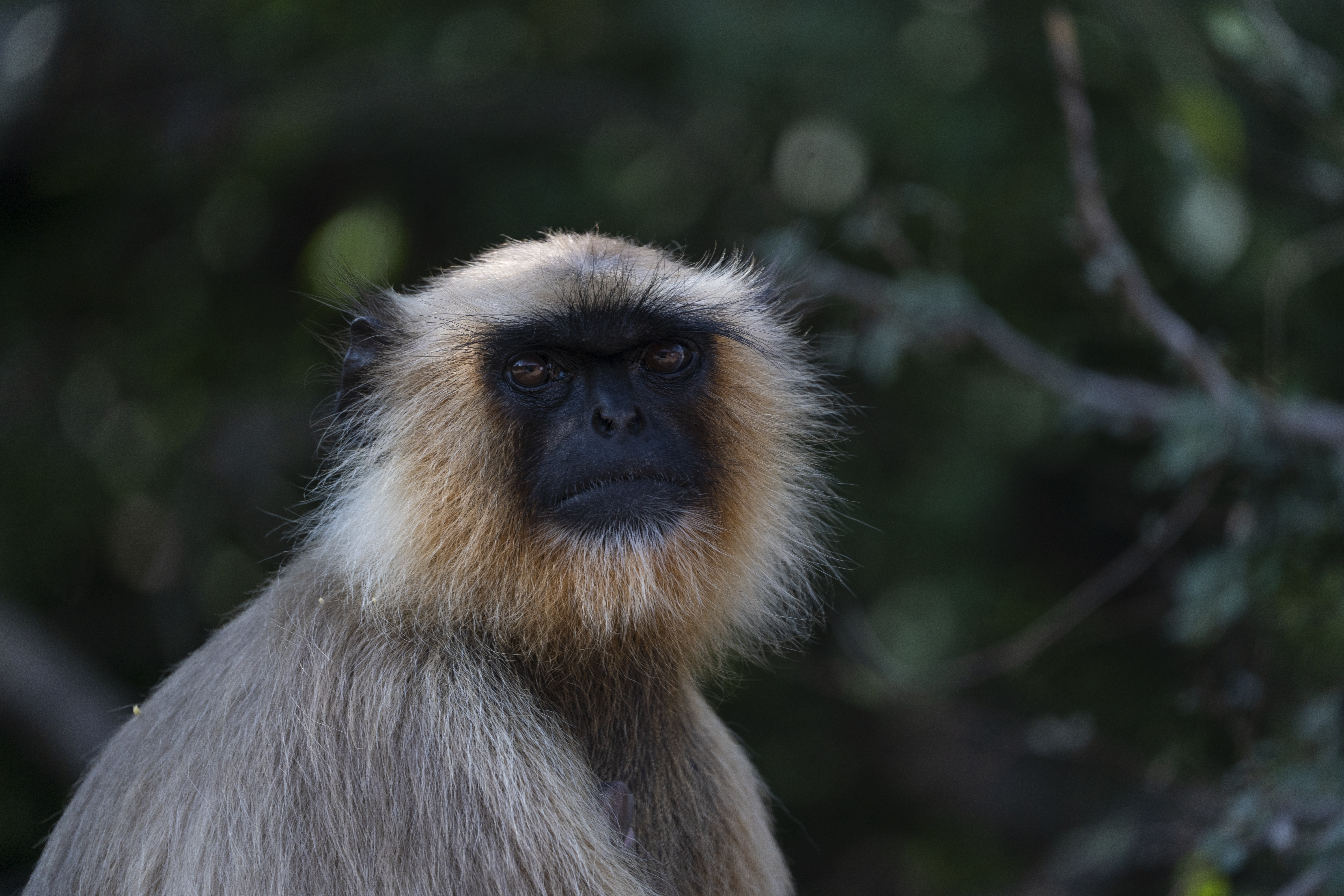 MONKEY_A7305828