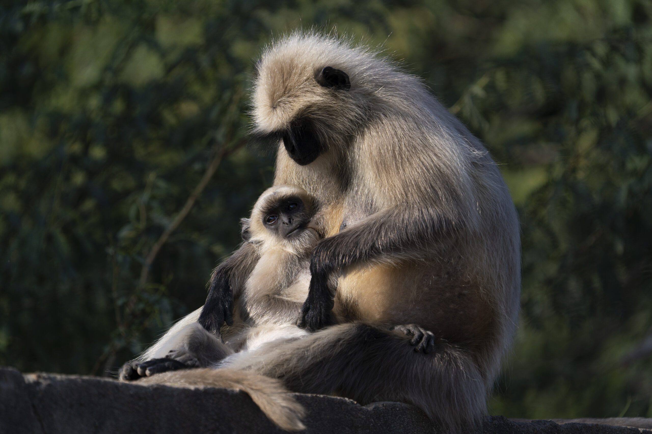 Langur Portrait