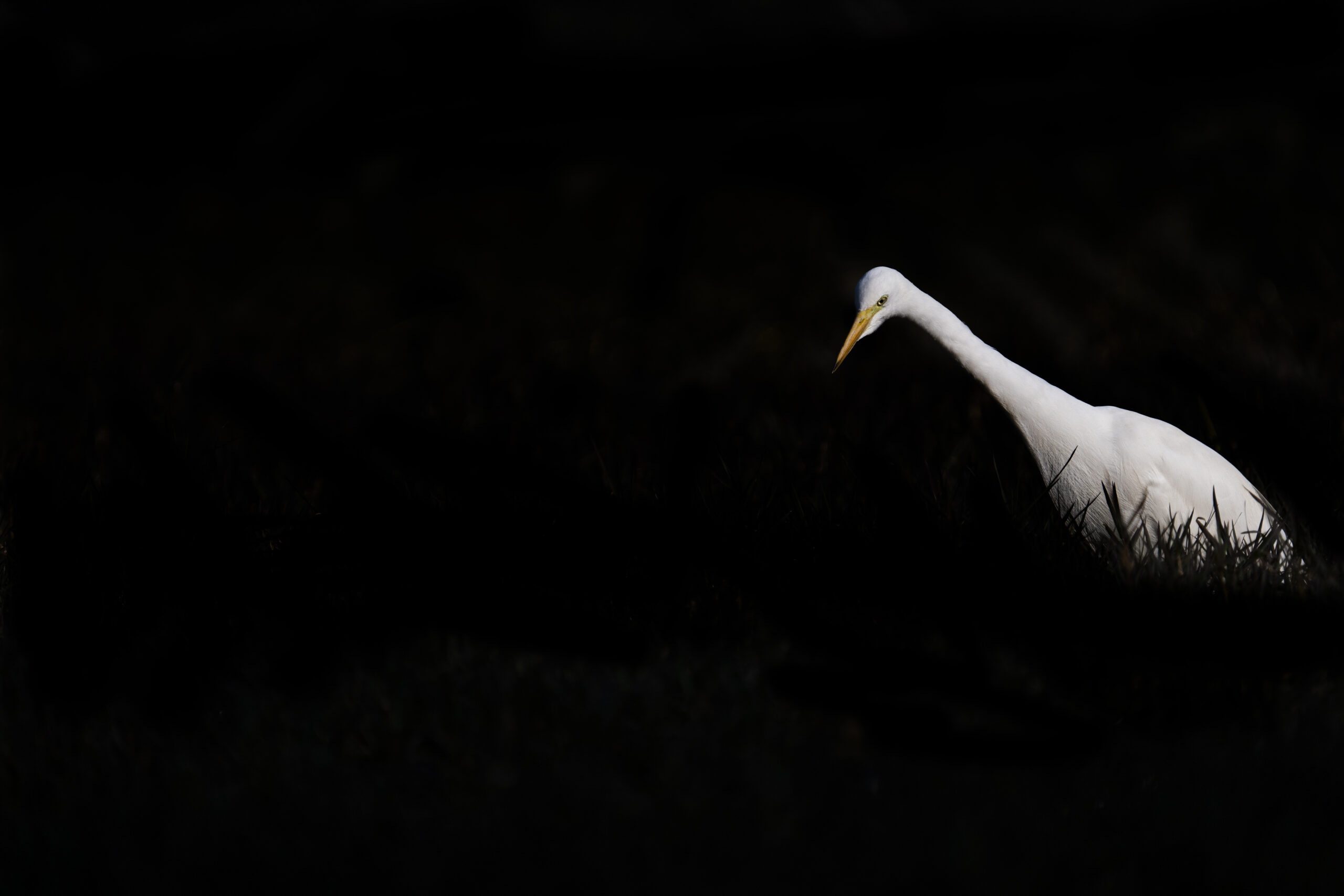Heron