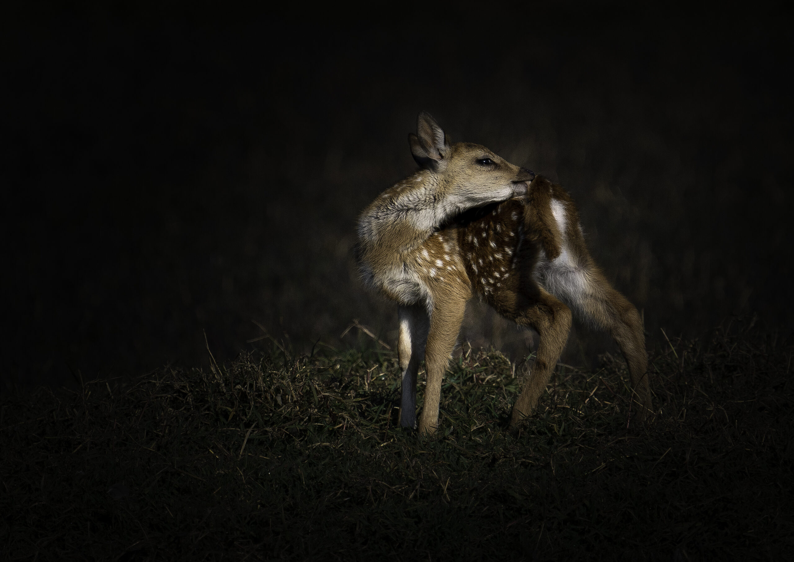 Spotted deer