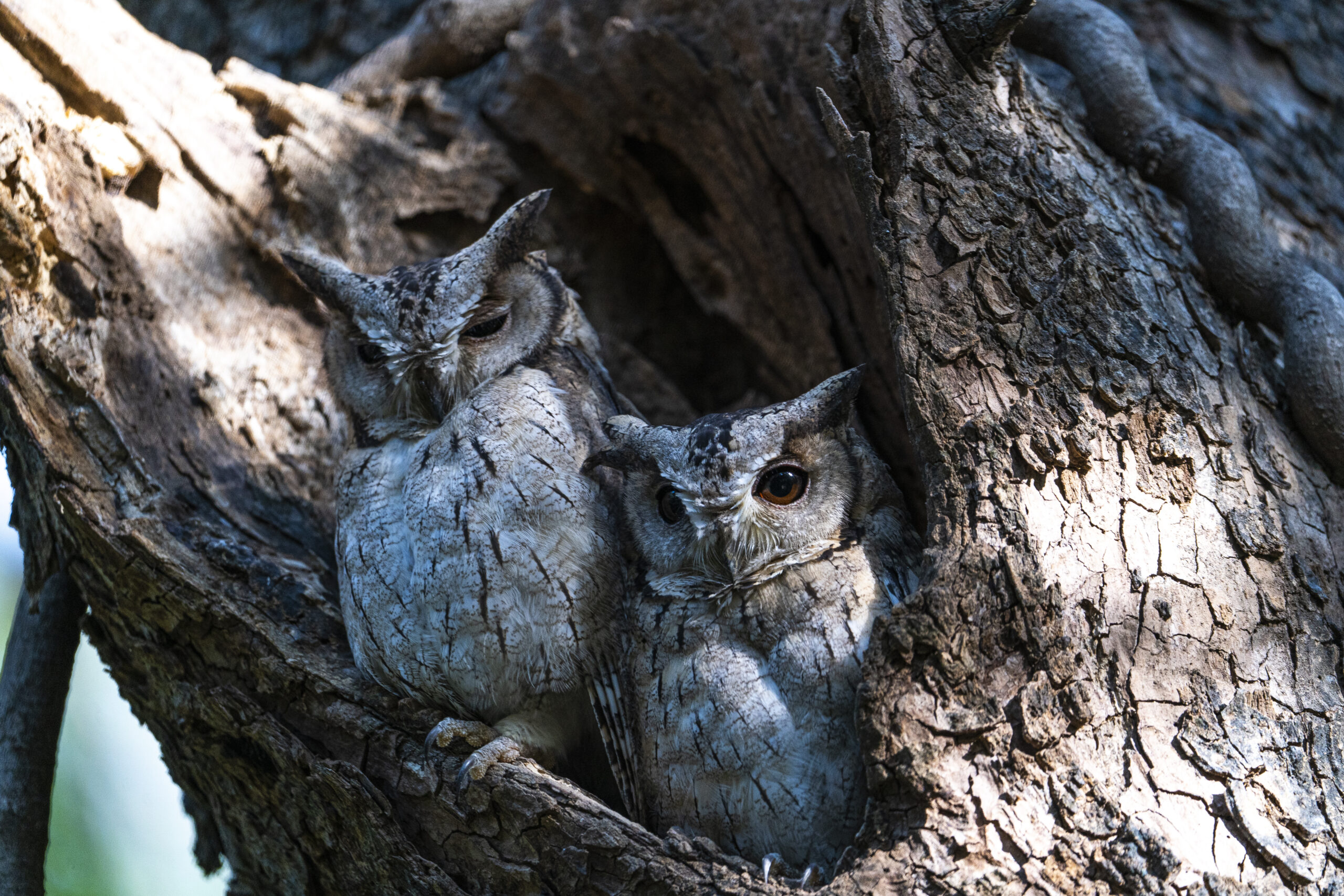 Scops Owl Hidden