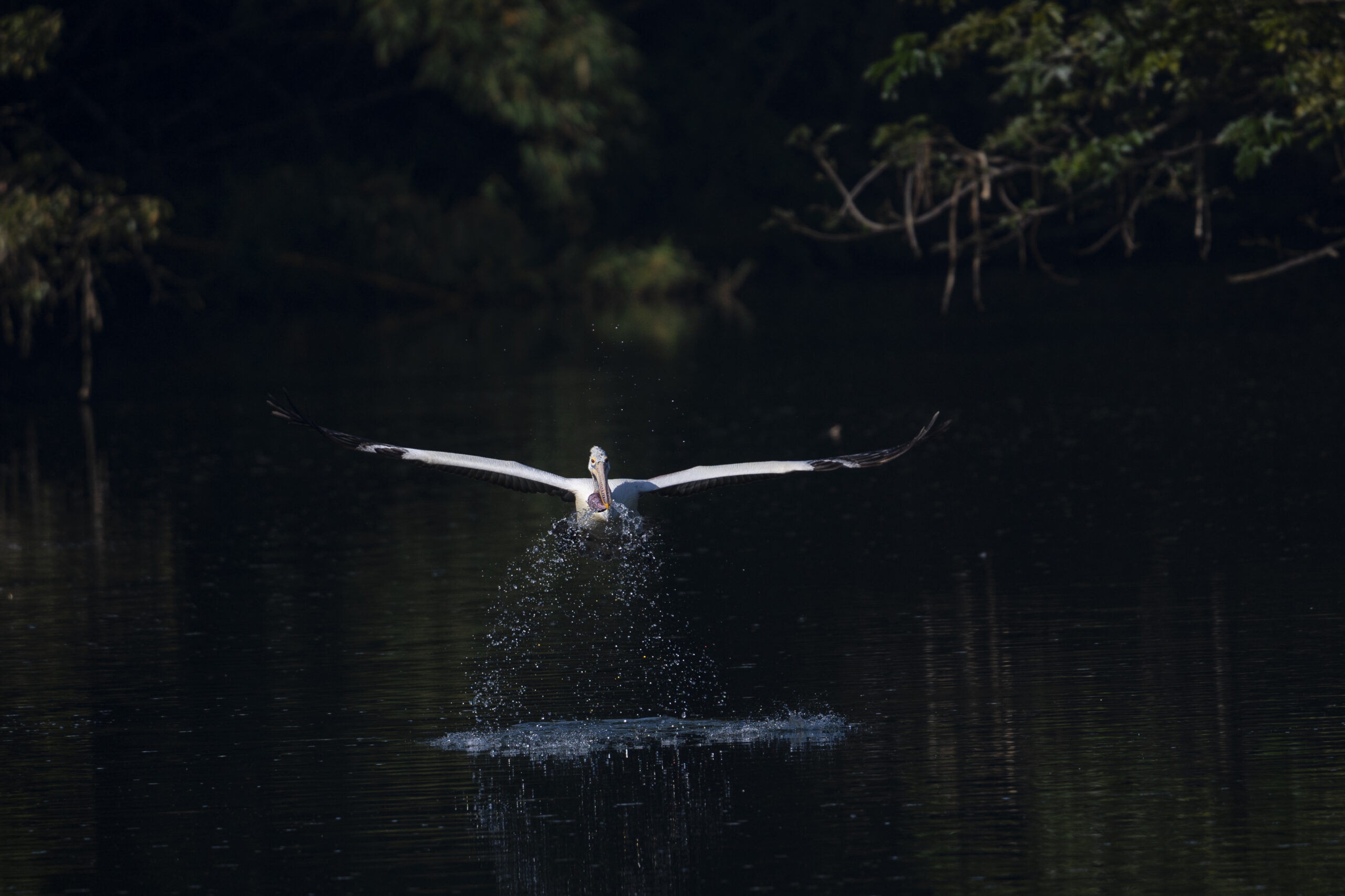 Pelican Flight