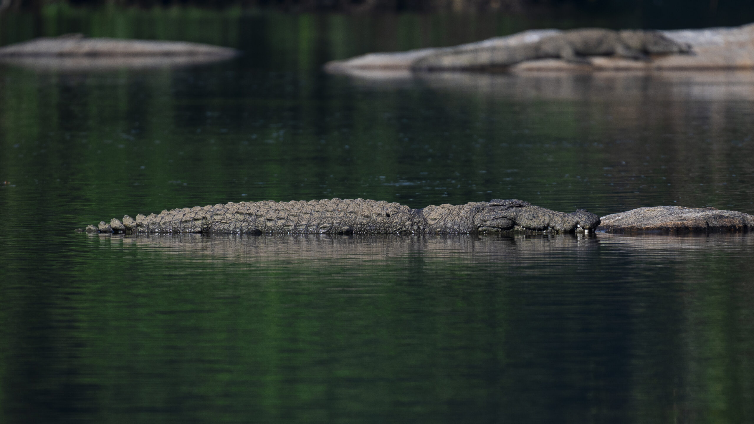 Crocodile Close Up