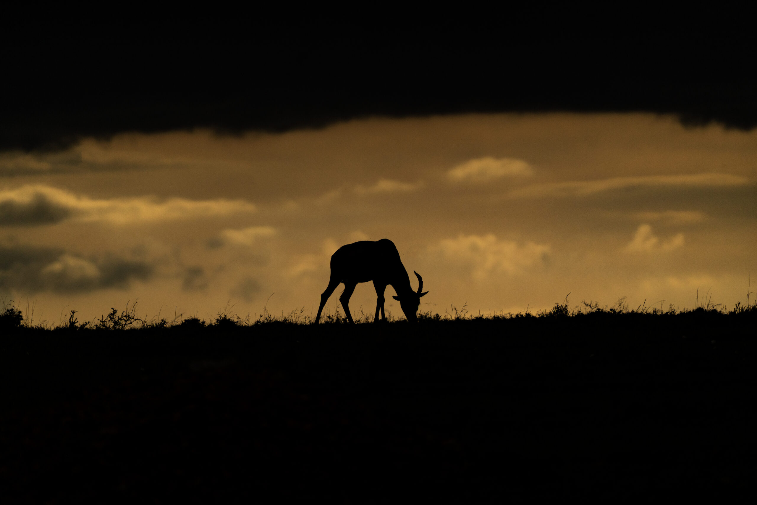 Wildebeest Crossing