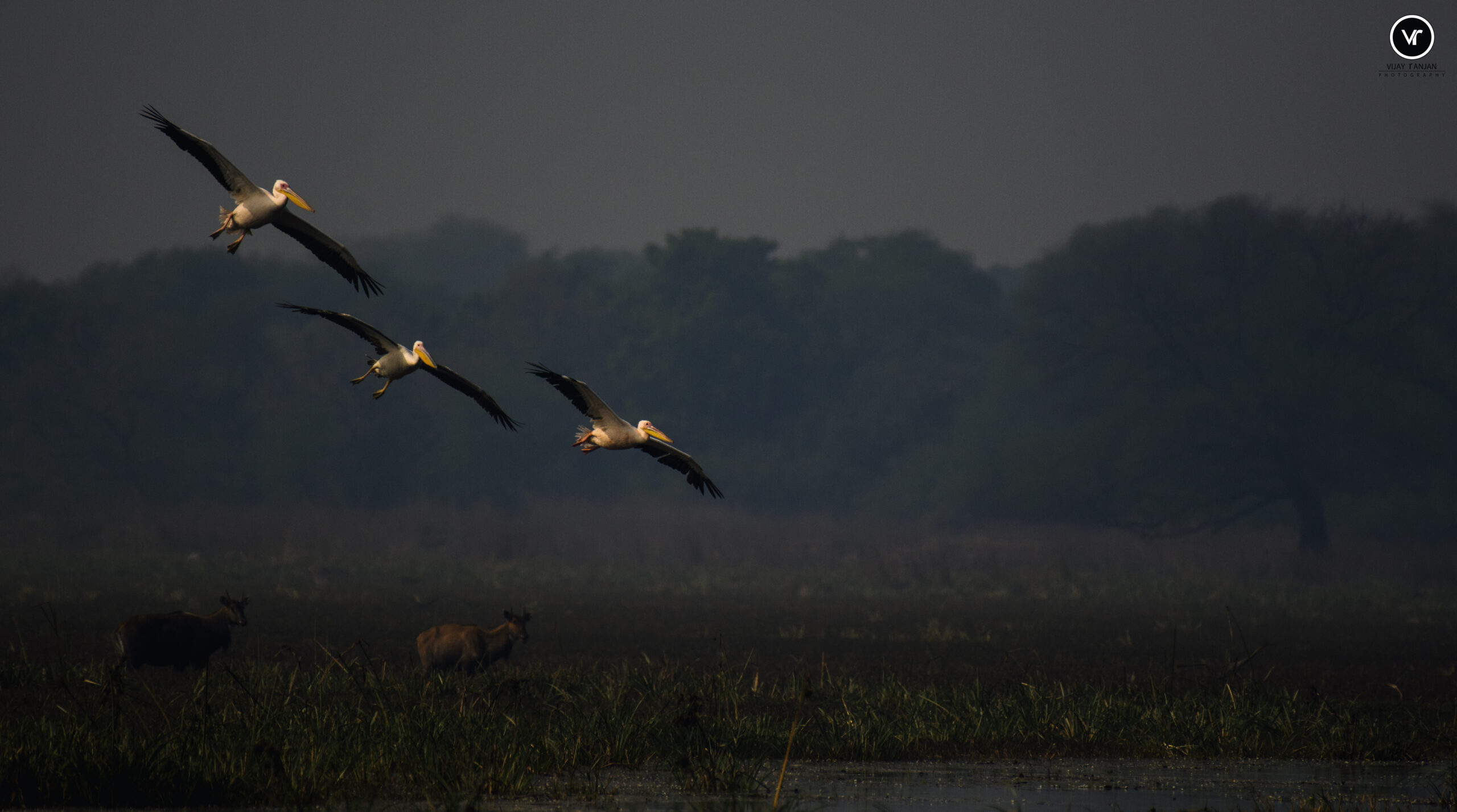 Pelican