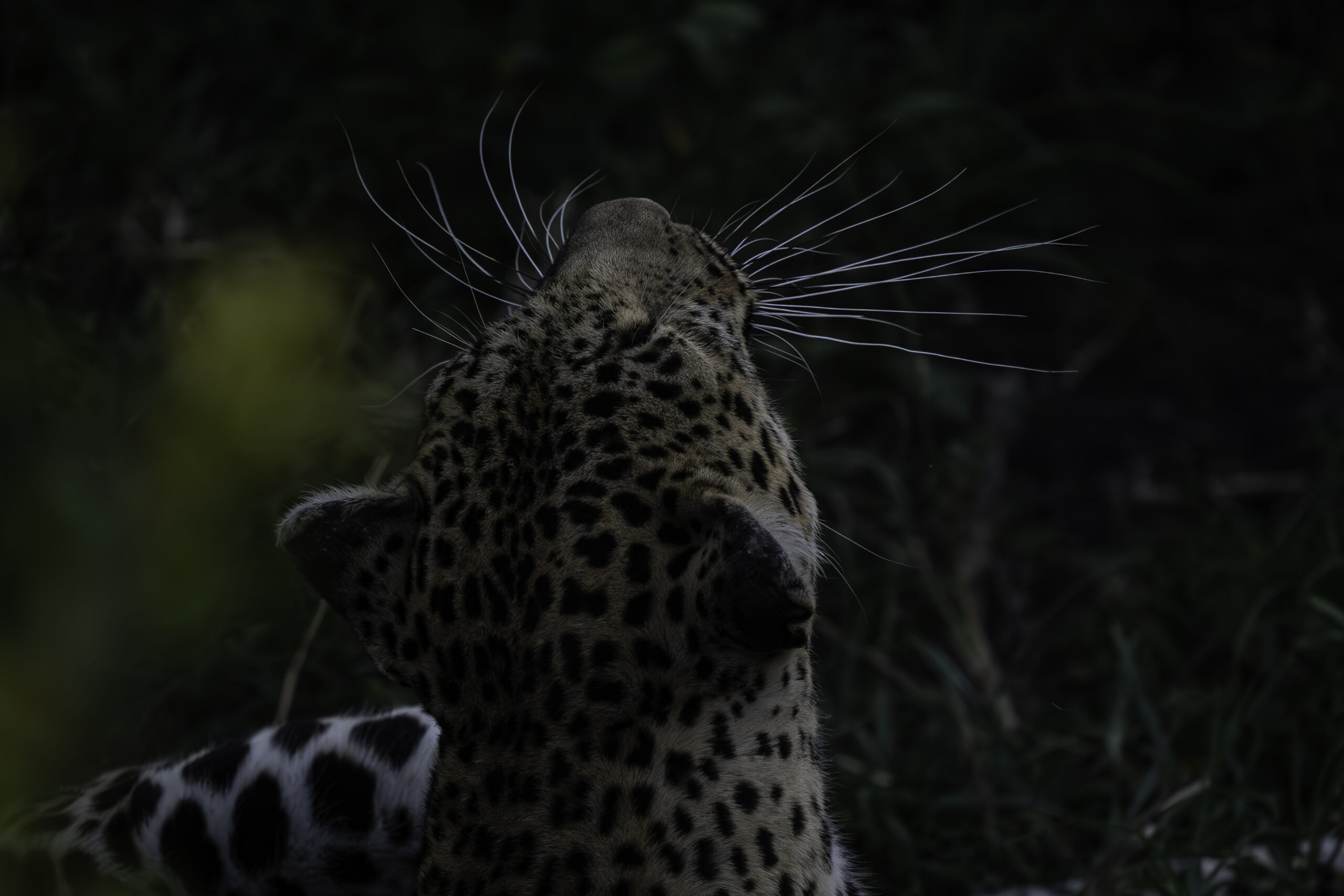 Leopard