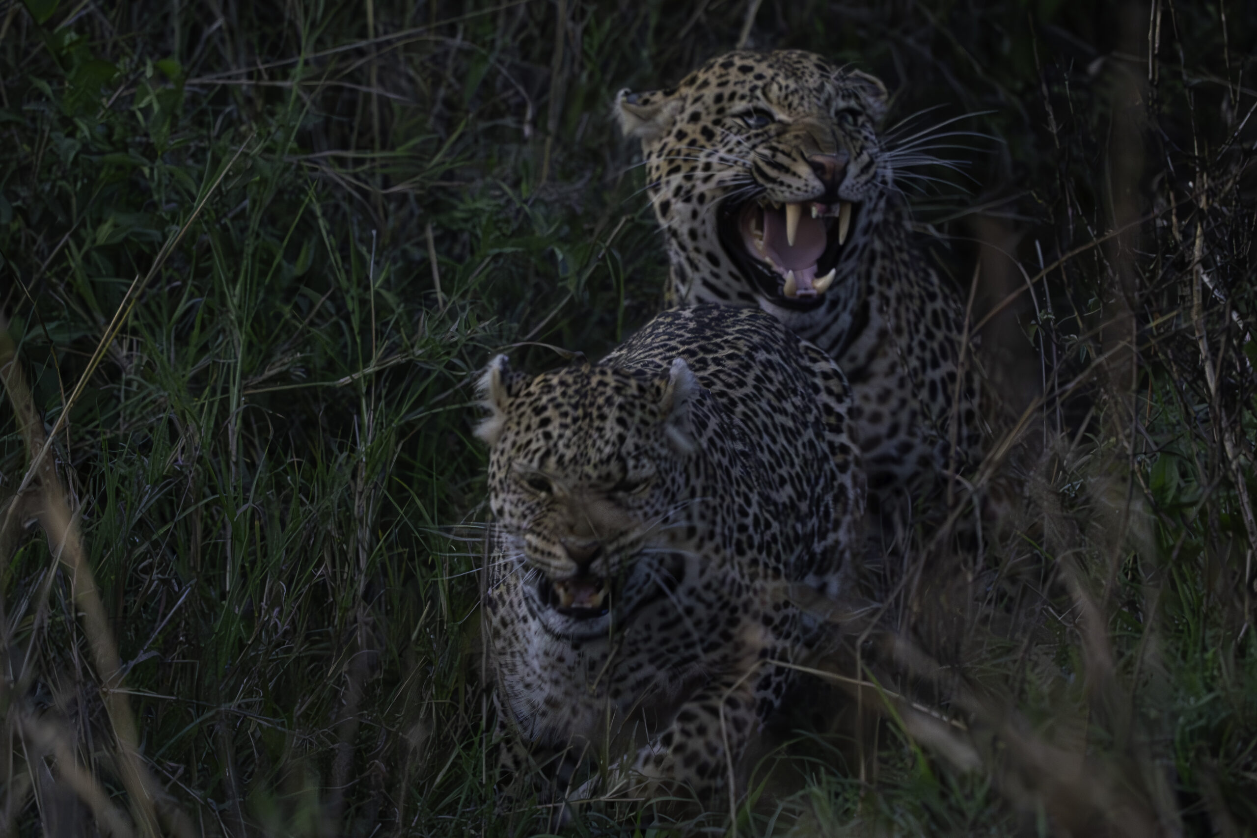 Leopard Wildlife Feature Capture