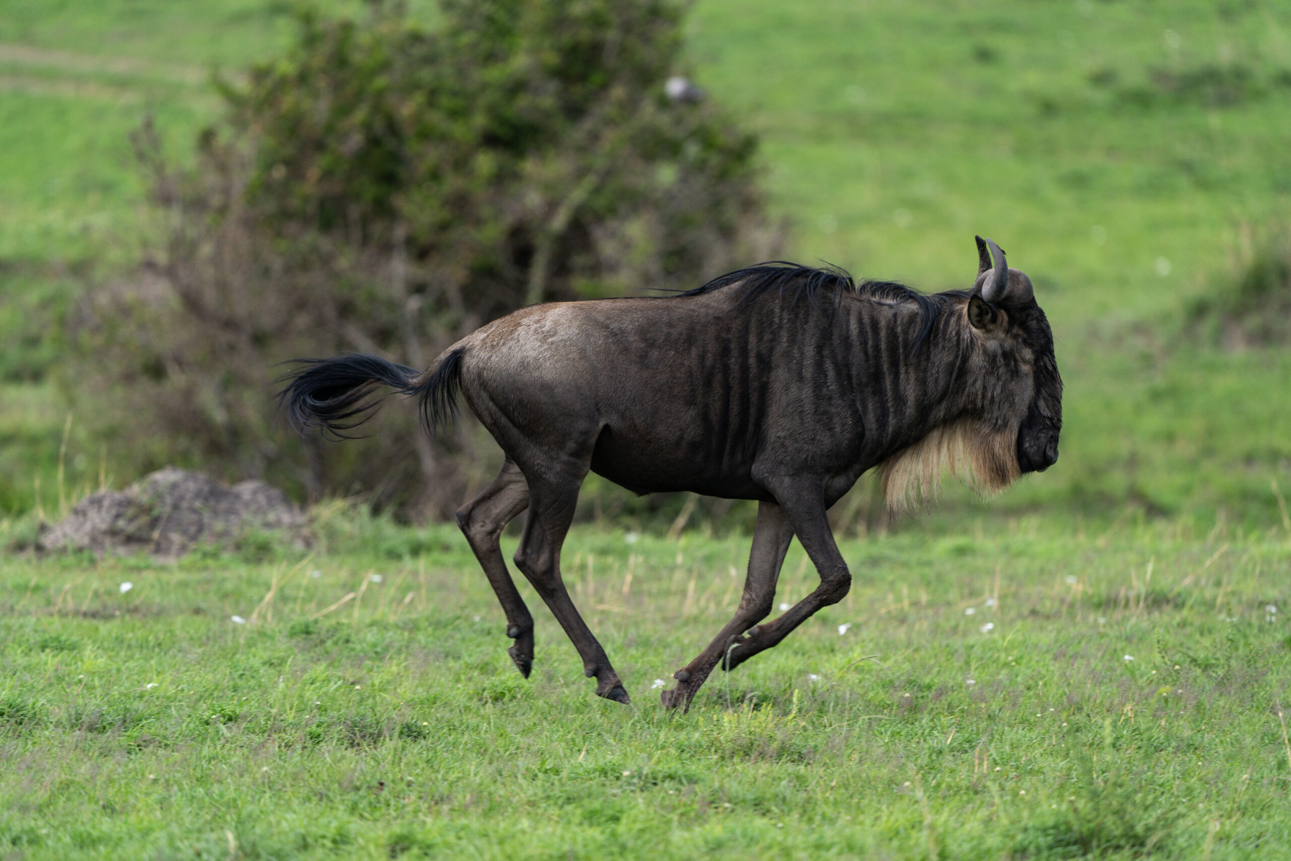 Wilderbeast