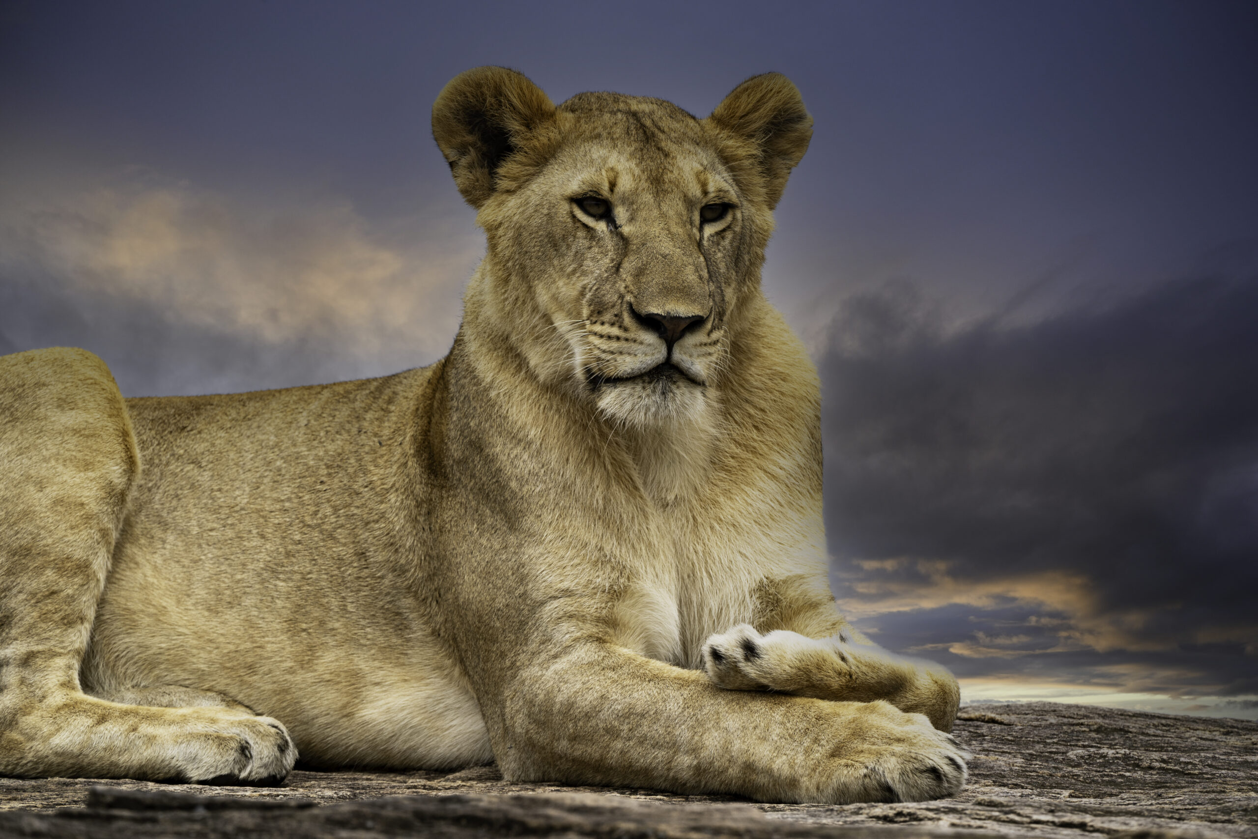 Lion Portrait Documented Feature
