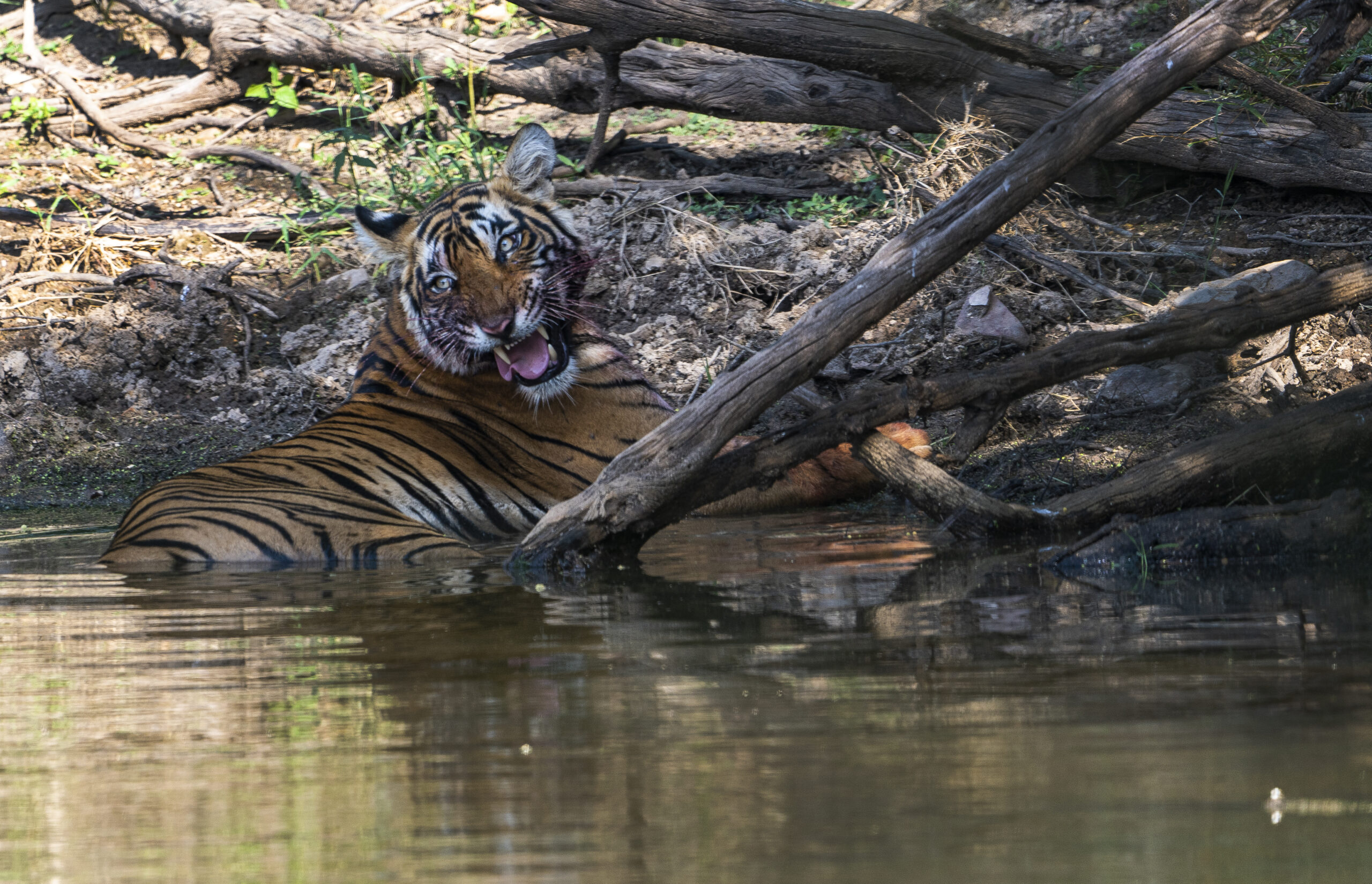 Tiger Stalking