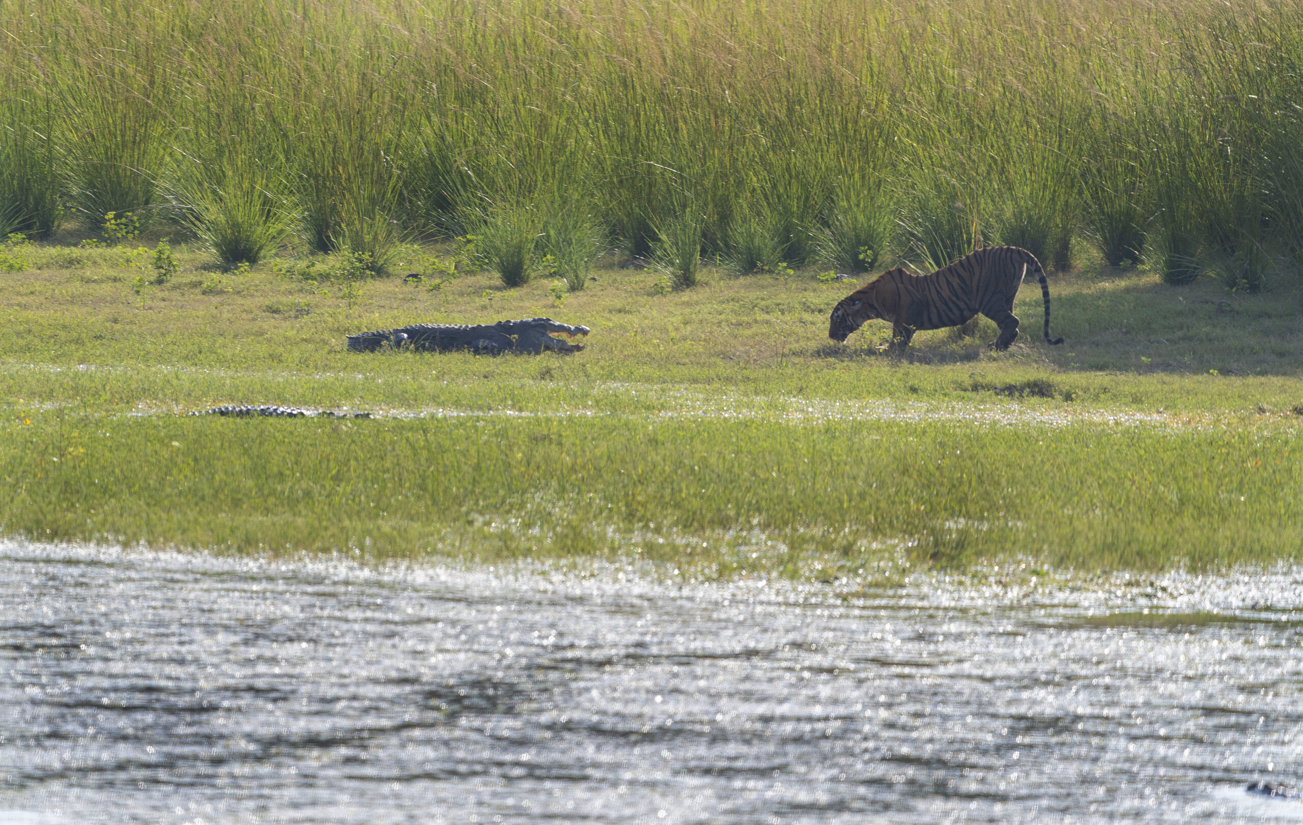 Wild Hunting Tiger Encounter