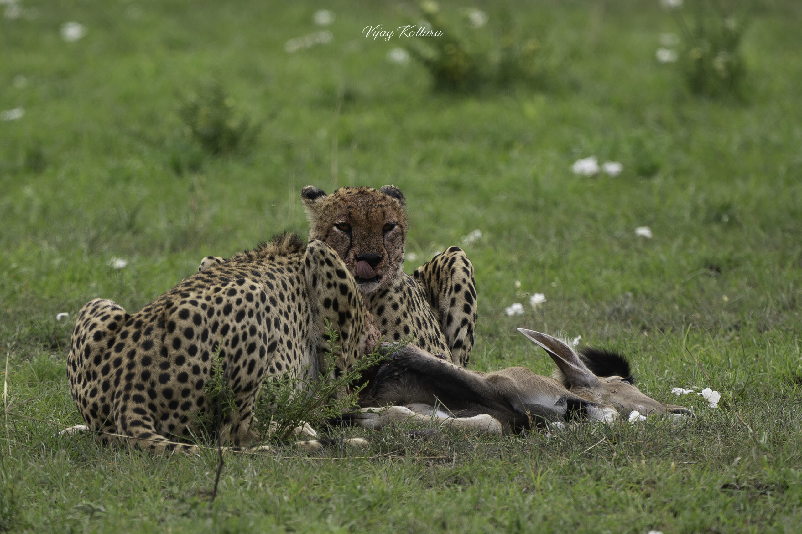 Hunting Cheetah Wild Run
